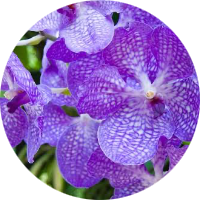 Bulbs & Orchids