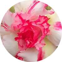 Adeniums