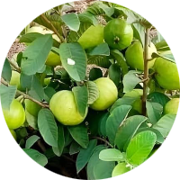 High Yielding Fruit Plants