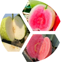 Guava Plants Variety