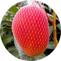 International Mango Variety