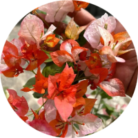 Bougainvillea Hybrid Variant
