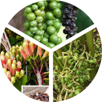 Spices Plant