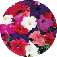 Seasonal Flowers