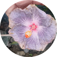 Tropical Taiwan Hibiscus 🌺 Plant