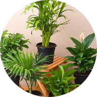 Landscaping  Plant
