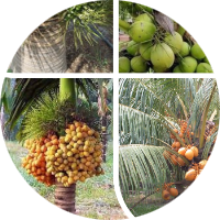 High Yielding Duarf Coconuts & Arecanuts