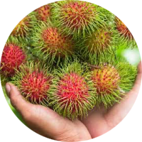 High Density Exotic Fruit Plants