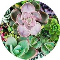 Cactus & Succulents