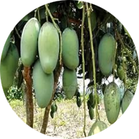 High Yielding Mango Variety