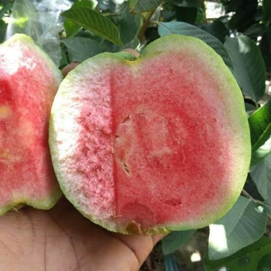 Duarf Japanese Seedless Guava Plant 