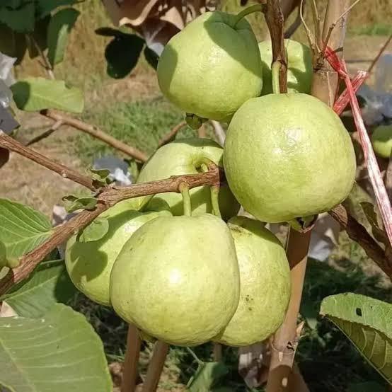Duarf Japanese Seedless Guava Plant  Hover