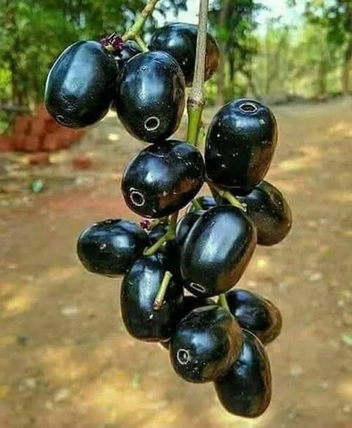 Thailand King Size Jamun Fruit Plants 