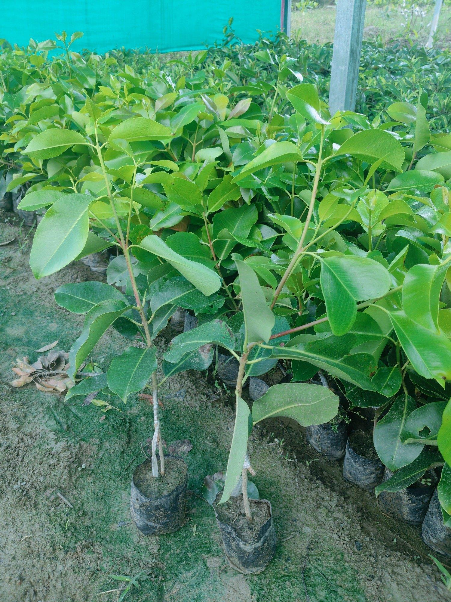 Thailand King Size Jamun Fruit Plants  Hover