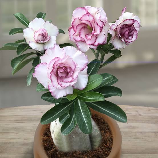 Rosy Old Variant 