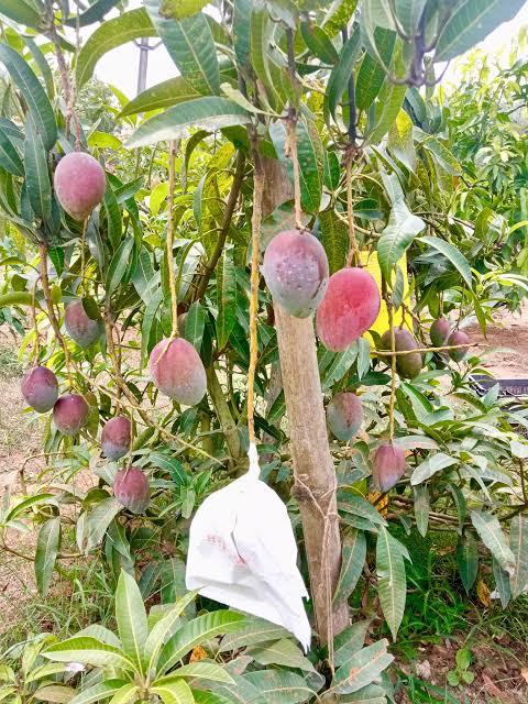 World Top Expensive Miyazaki Mango Plant Hover