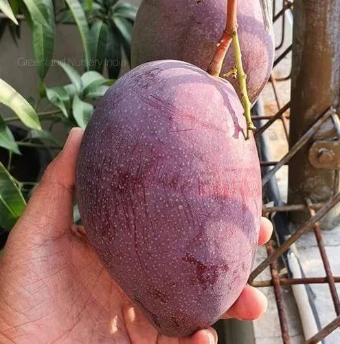 King Of Chakapat Mango Plant