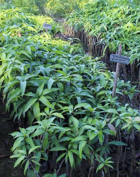 King Of Chakapat Mango Plant Hover