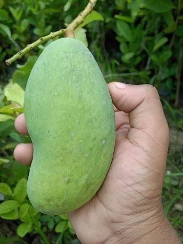 Thailand All-time Mango Plant 