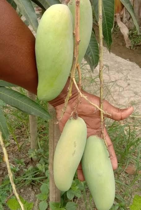 Banana Mango Plant 