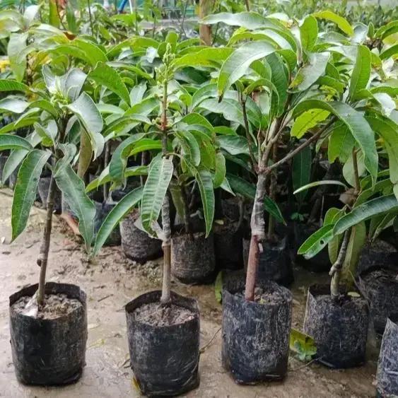 Thailand Katimon All Season Mango 