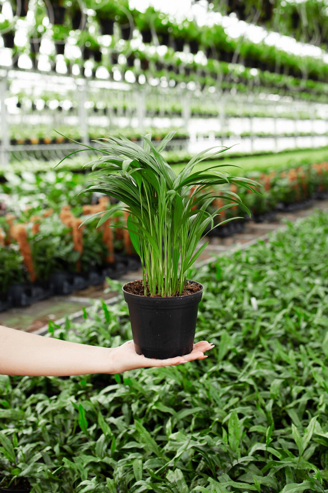 Areca Palm Duarf Varieties