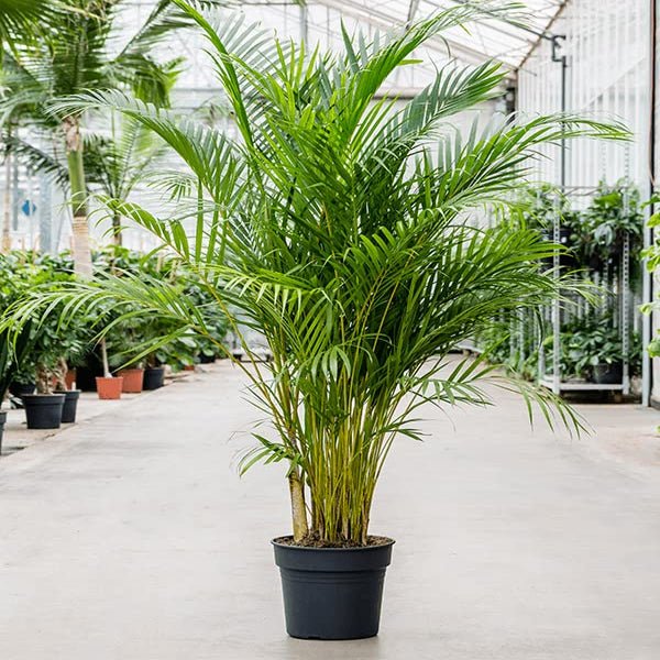 Areca Palm Duarf Varieties Hover