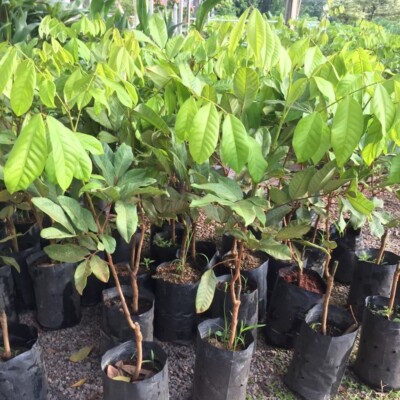 Rambutan Fruit Plant Hover