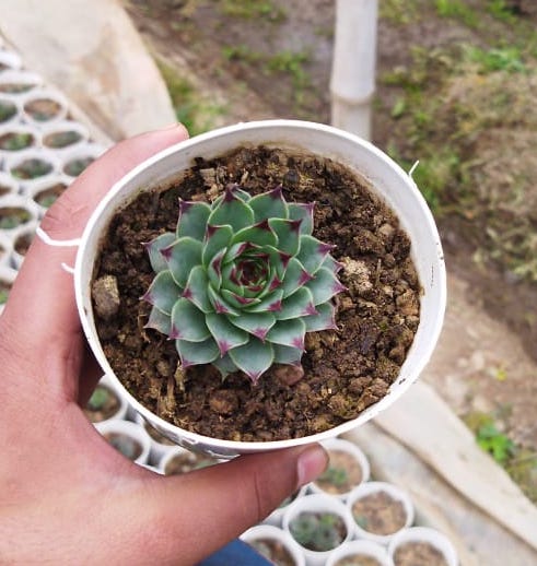 Laxmi Kamal Succulent