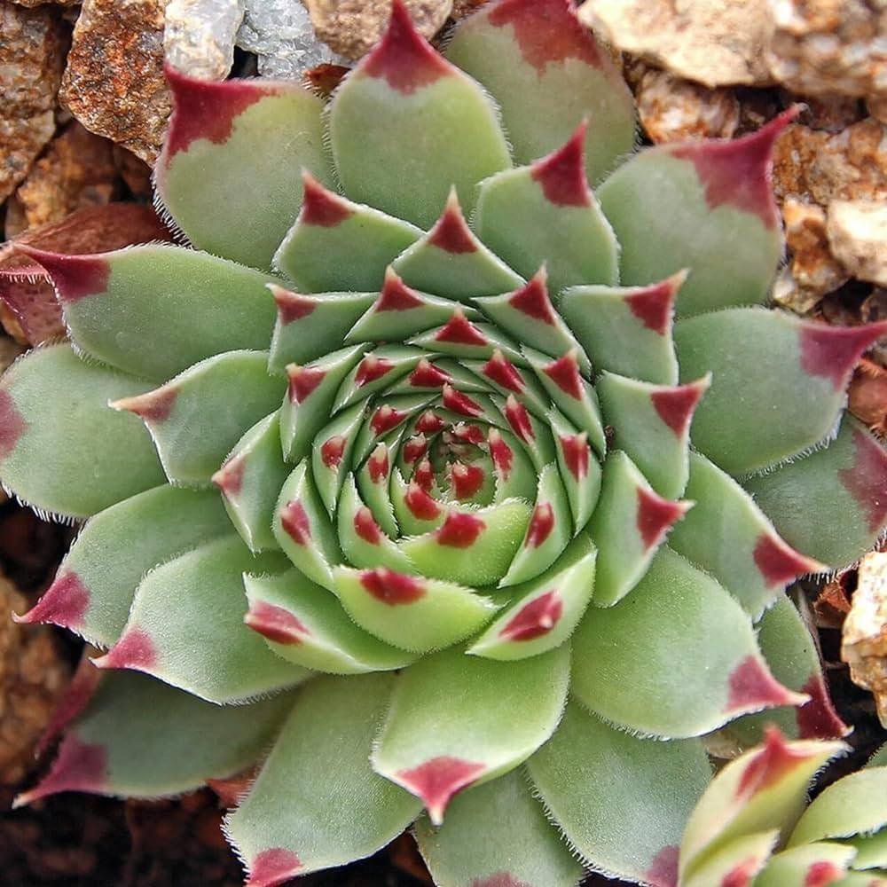 Laxmi Kamal Succulent Hover