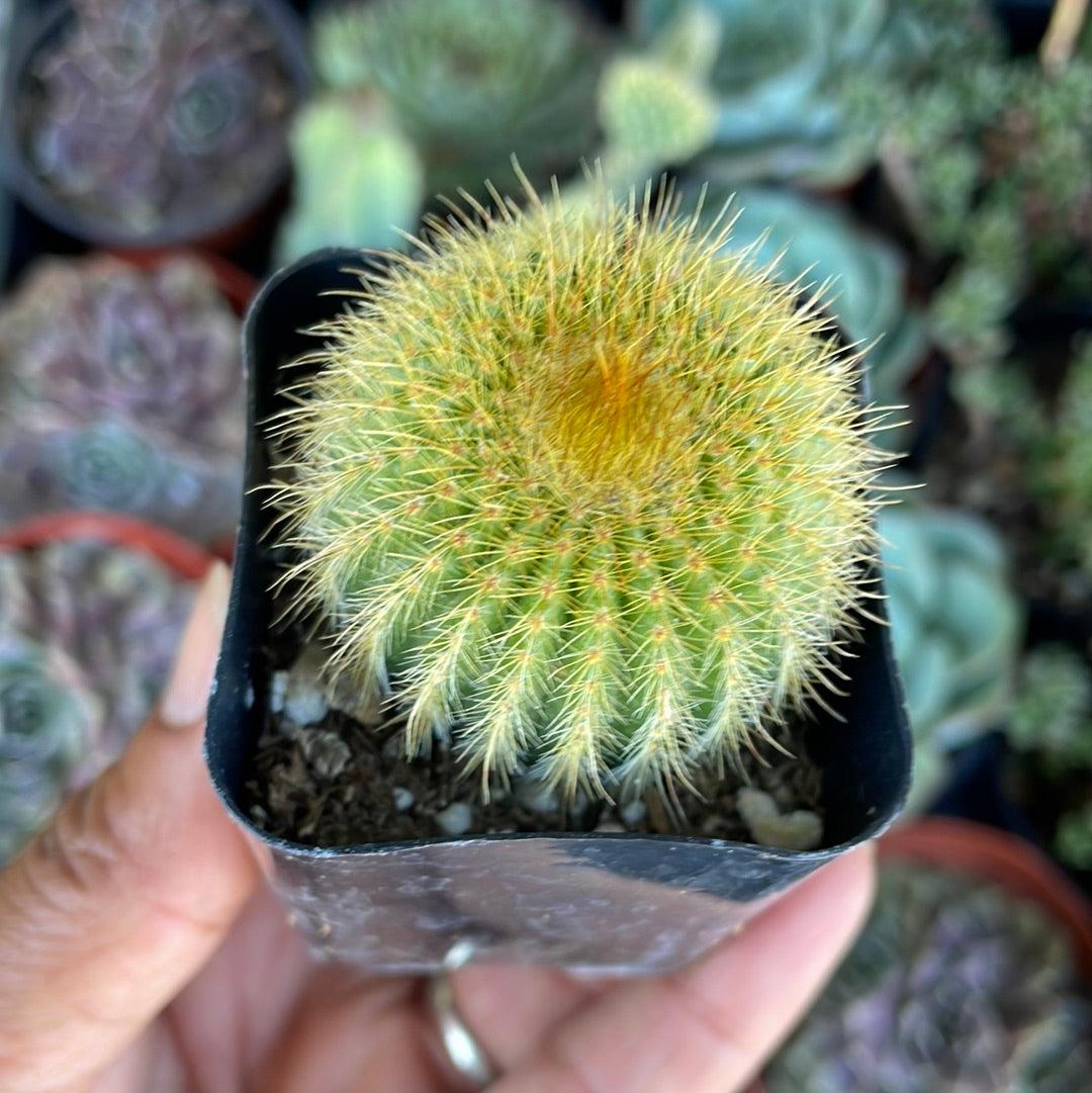 Golden Barrel Cactus