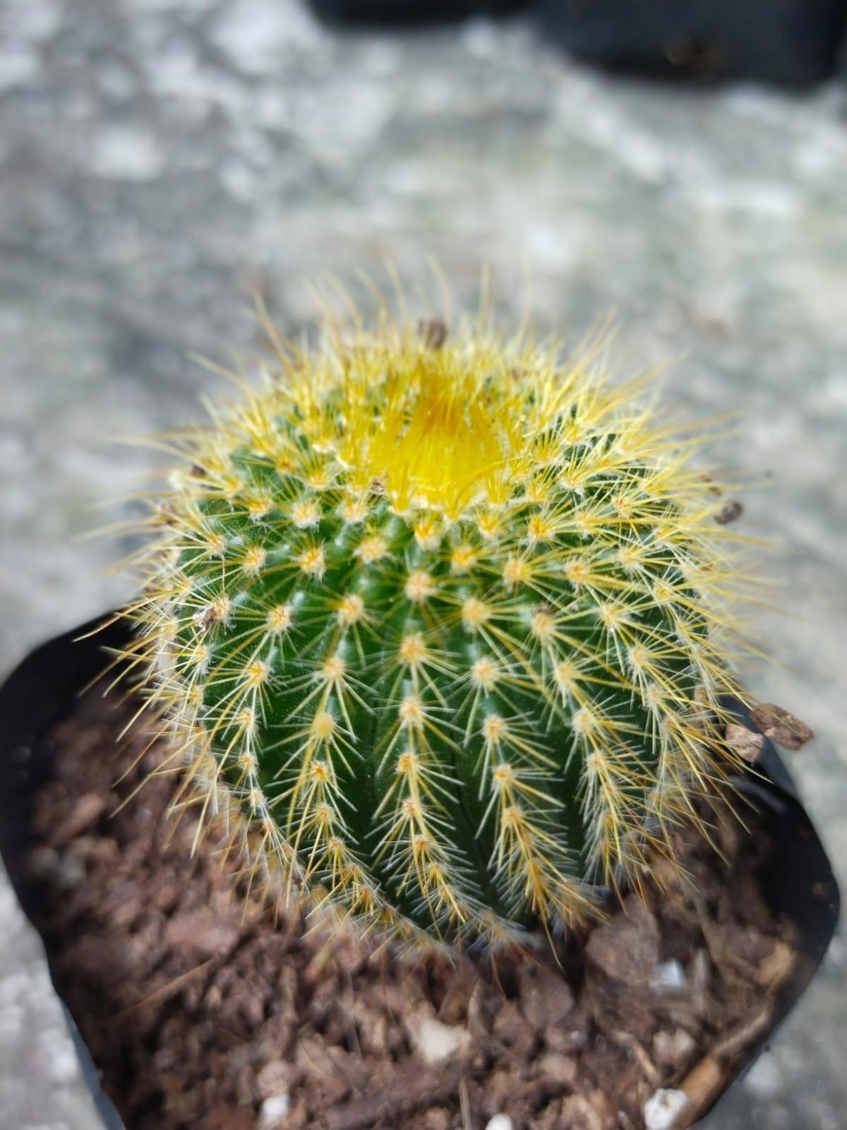 Golden Barrel Cactus Hover