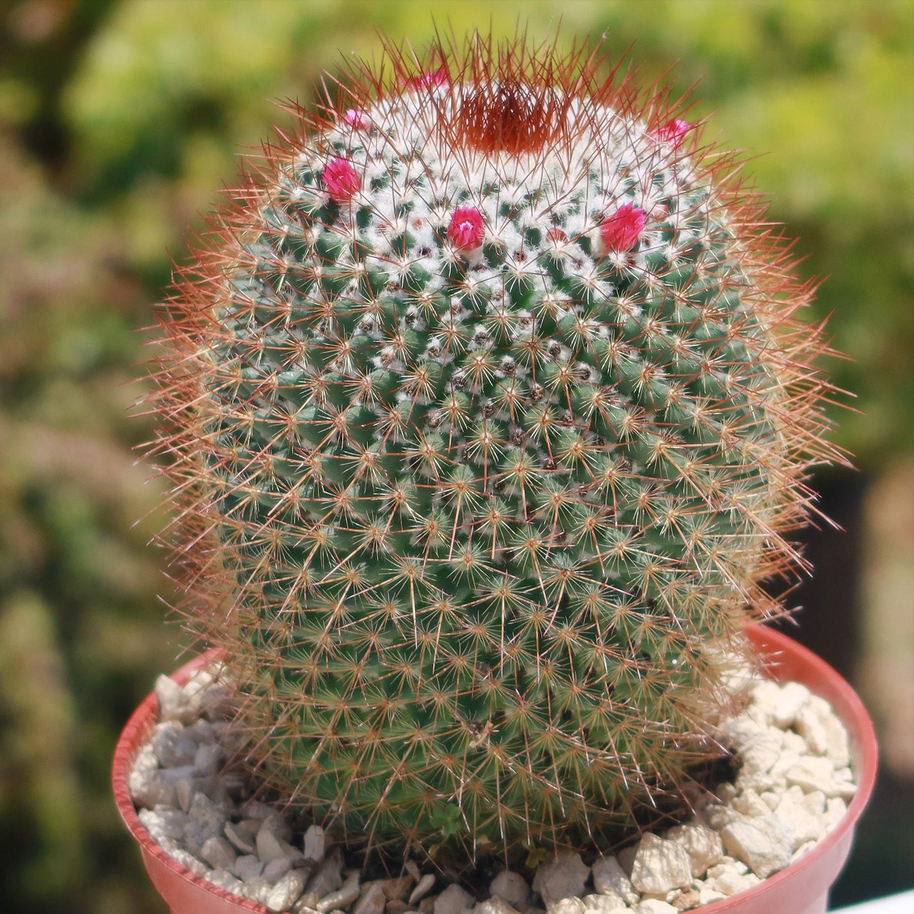Pincusion Cactus