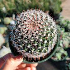 Pincusion Cactus Hover