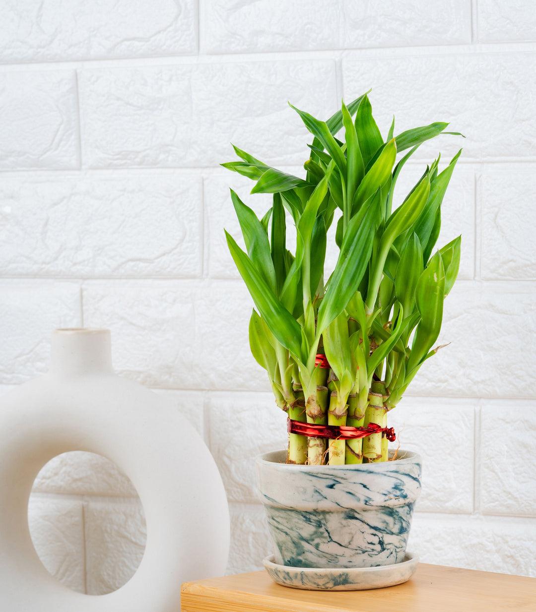 Lucky Bumboo Plants 