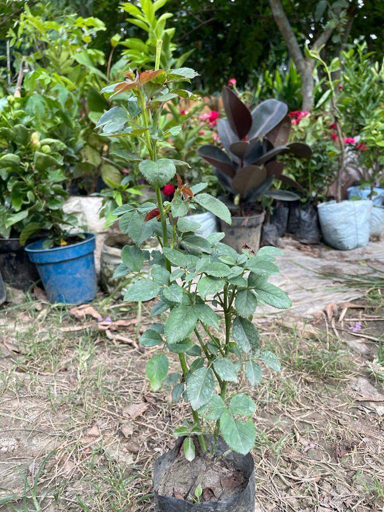 English Rose Plants 