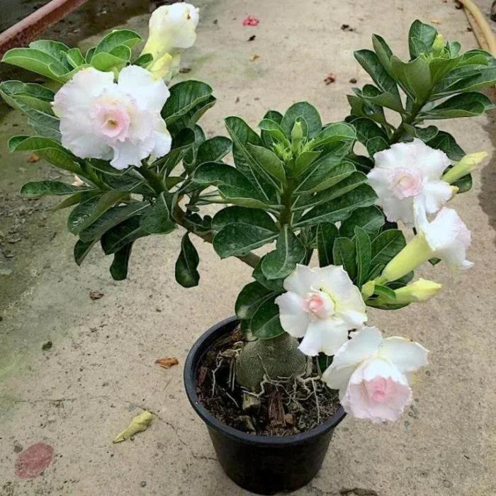 Adenium Grafted Plants