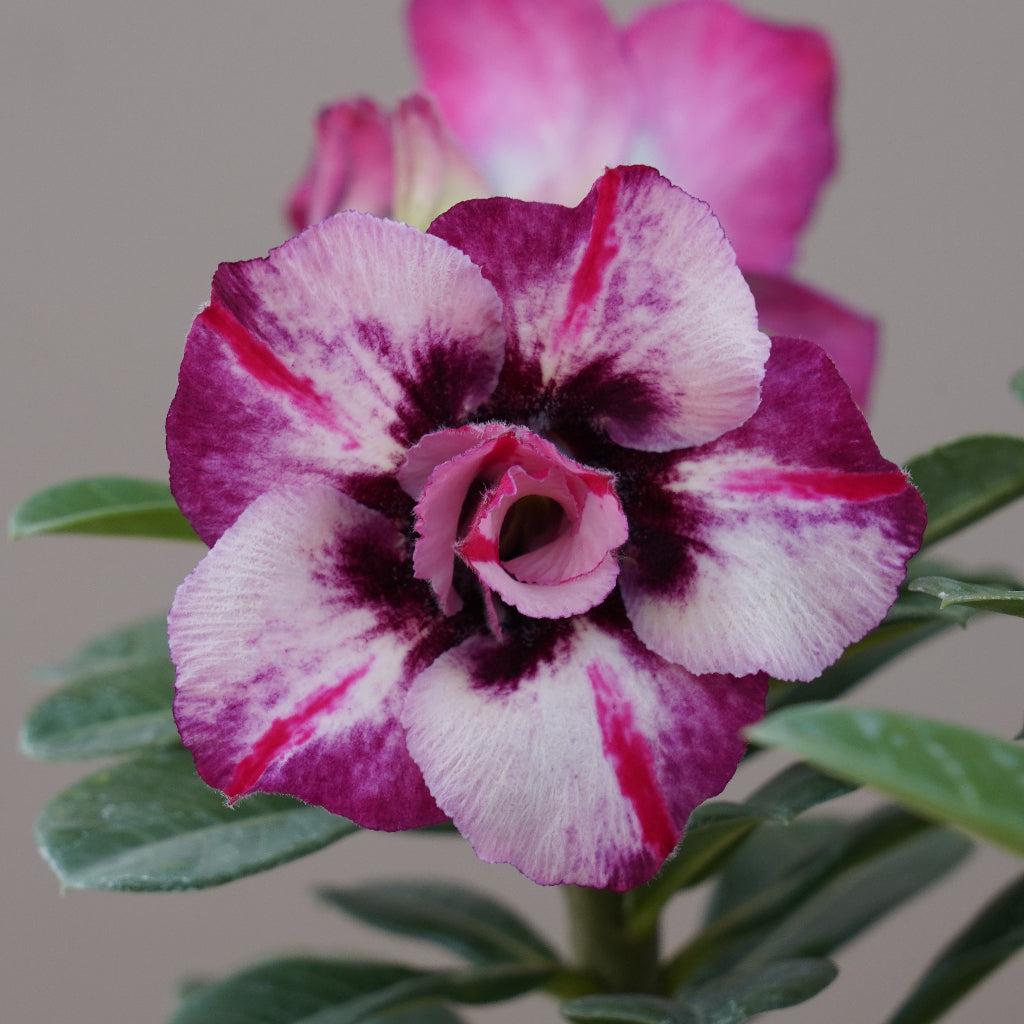 Adenium Grafted Plants Hover