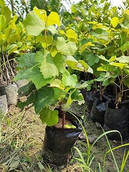 Seedless Black Grapes Plants 