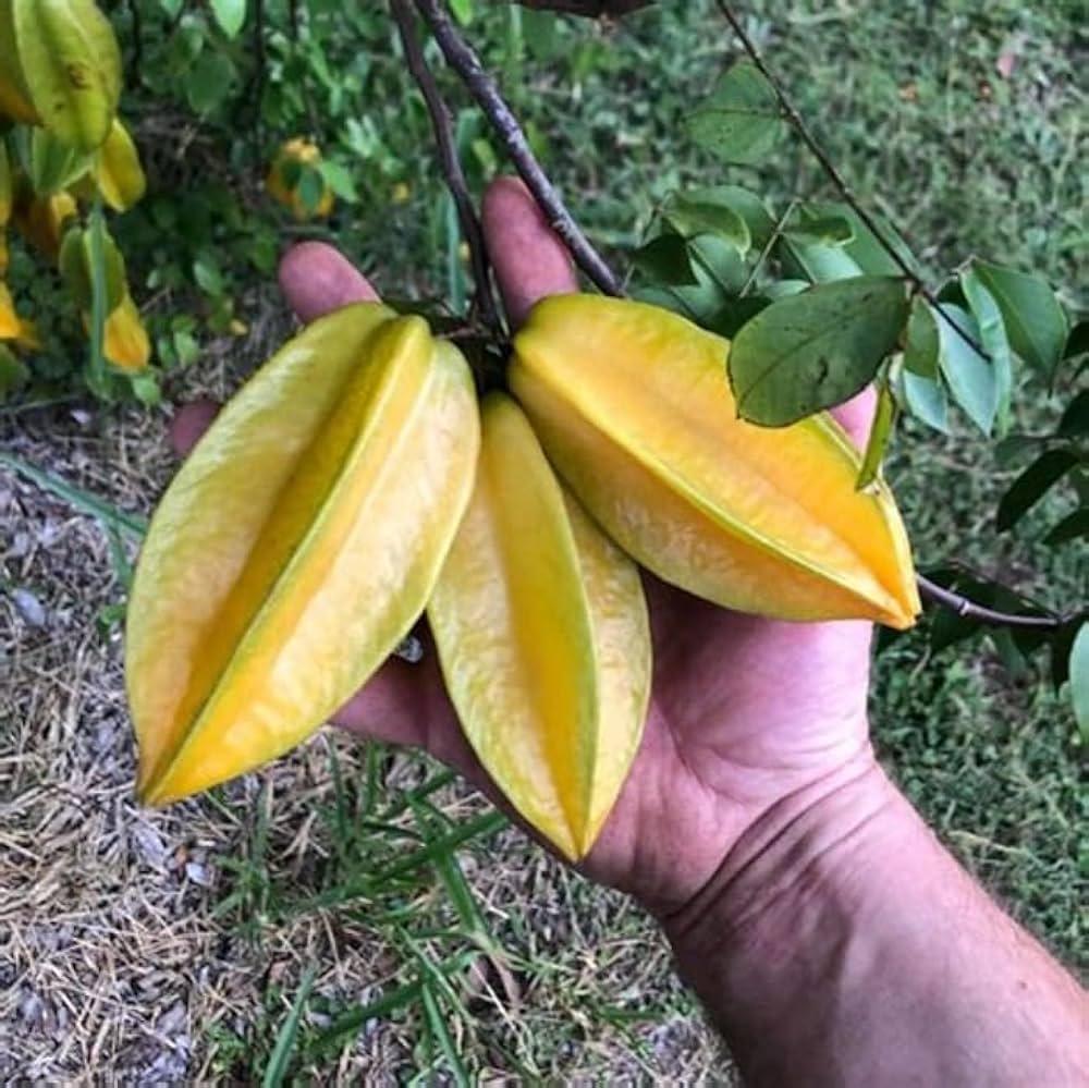 Hybrid Sweet Starfruit/Kamranga Plant 