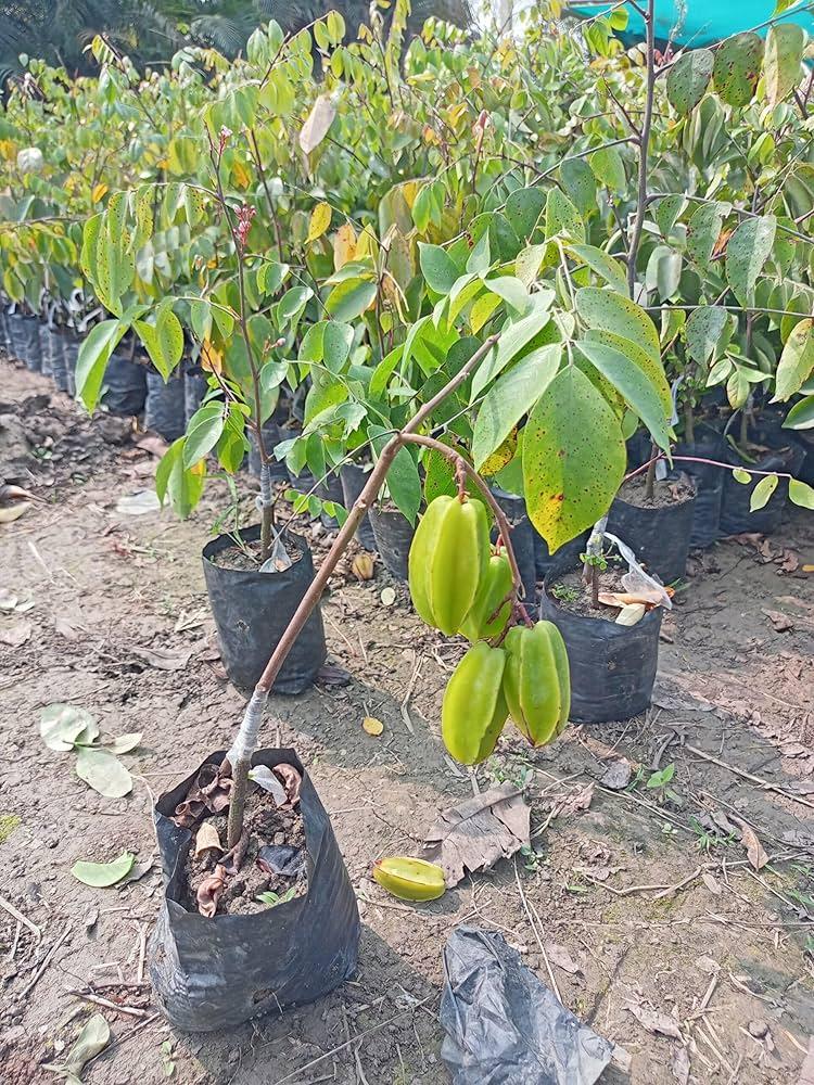Hybrid Sweet Starfruit/Kamranga Plant  Hover
