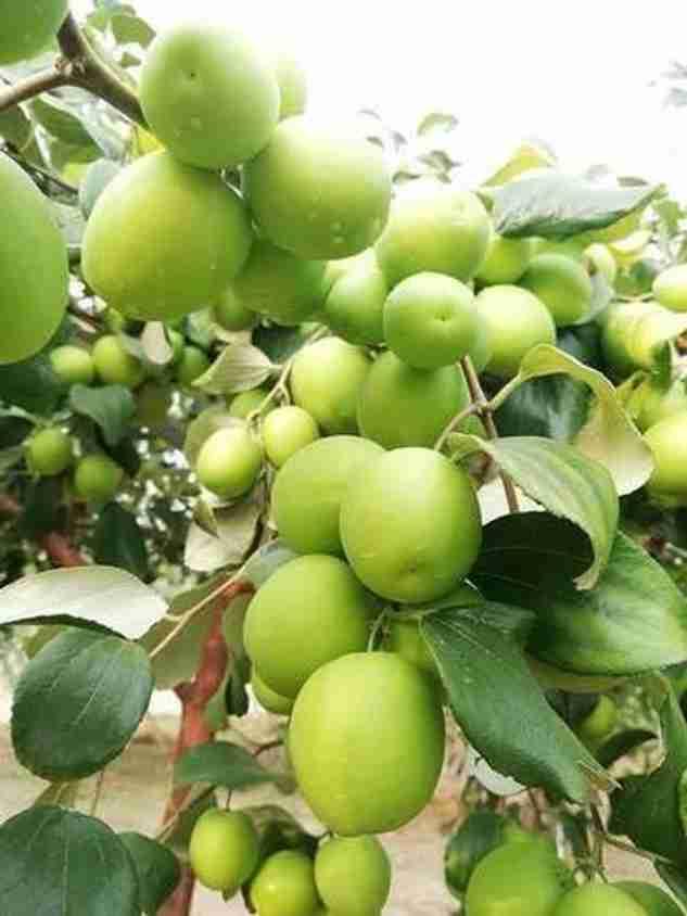 Apple Ber Plant 