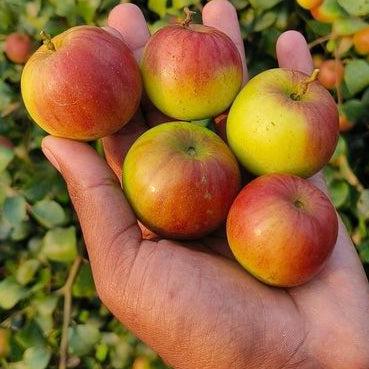 Kashmir Apple Ber Plants 
