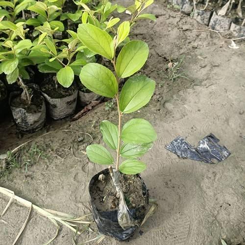 Kashmir Apple Ber Plants  Hover