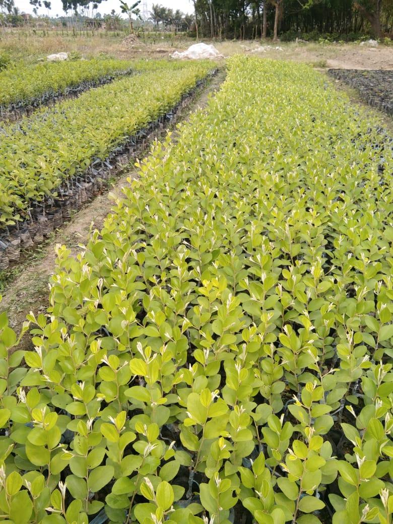 Miss India Ber Plants 