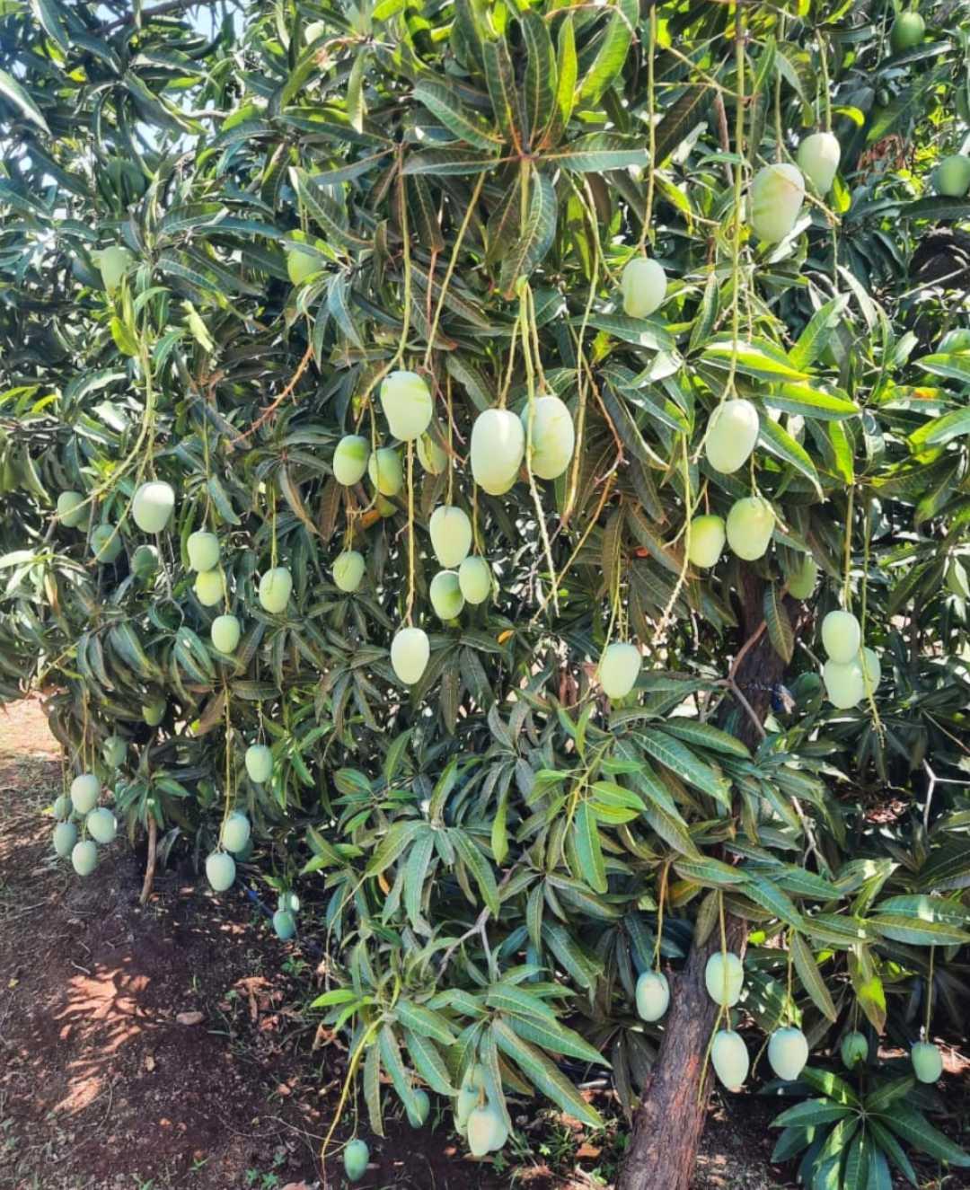 Duarf Talagir Kesar Mango Plant 