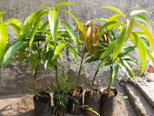 Duarf Talagir Kesar Mango Plant  Hover