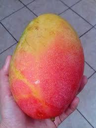 Gulabkhas/Sinduri Mango Plant 