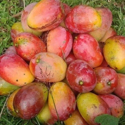 Gulabkhas/Sinduri Mango Plant  Hover