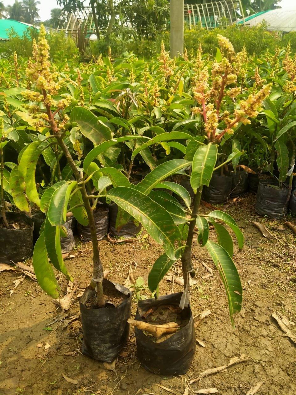 Sarikhas Mango Plant 
